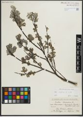 Foto von Salix repens subsp. repens L.